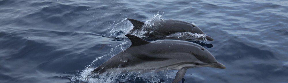 Delphine springen